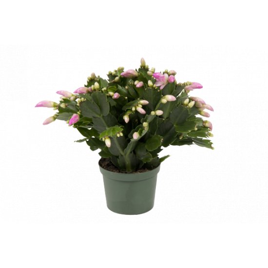 Szlumbergera 9 cm, 20-25 cm CYGANEK