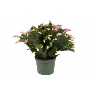 Szlumbergera 9 cm, 20-25 cm CYGANEK